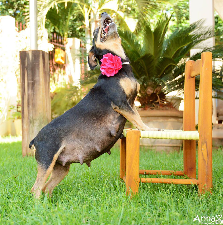 fotos-cachorros-perro-lilica-ana-paula-grillo (8)