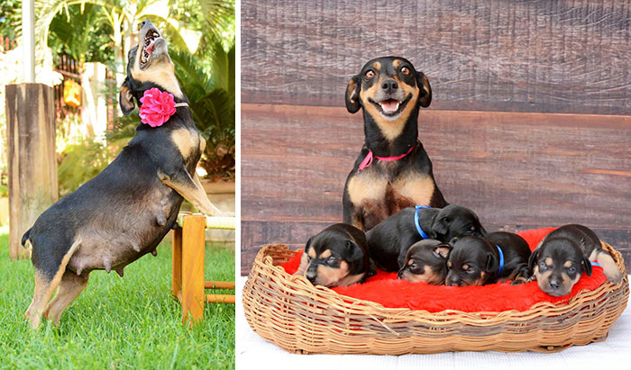 La perrita de la sesión de fotos de maternidad ha dado a luz 5 adorables cachorros