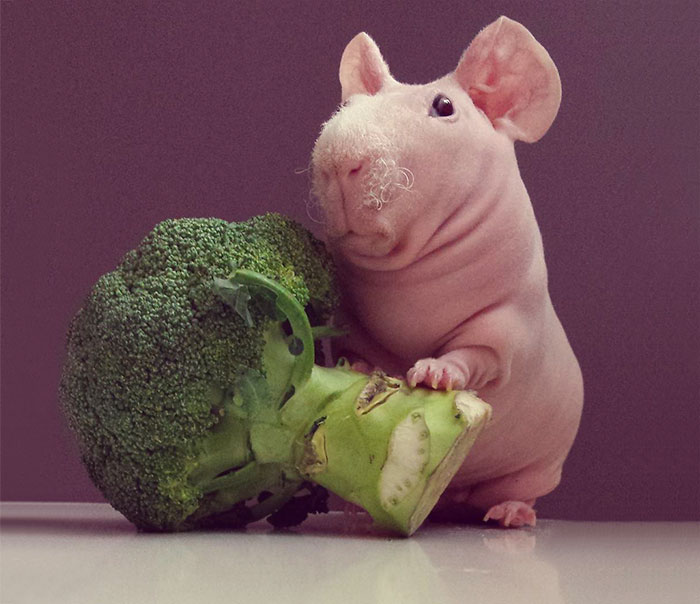 Esta cobaya posa desnuda con su comida favorita