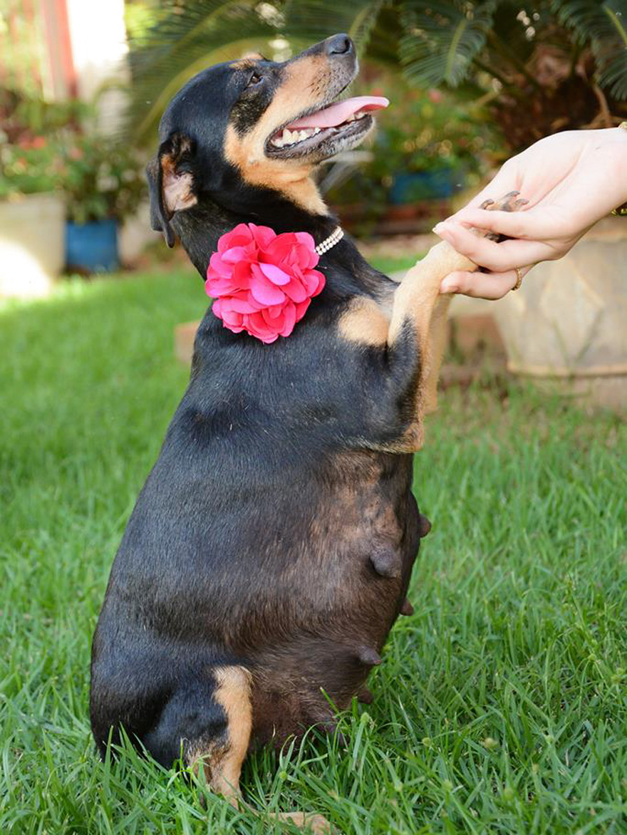 fotos-embarazo-perro-lilica-ana-paula-grillo (1)