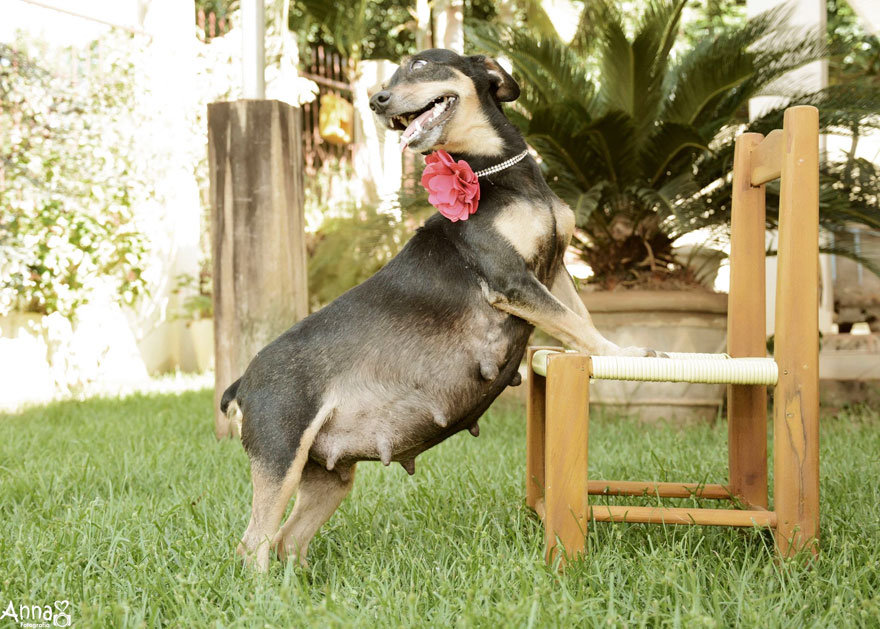 fotos-embarazo-perro-lilica-ana-paula-grillo (3)