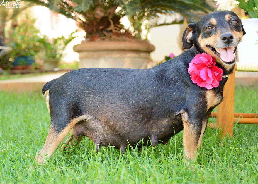 fotos-embarazo-perro-lilica-ana-paula-grillo (6)