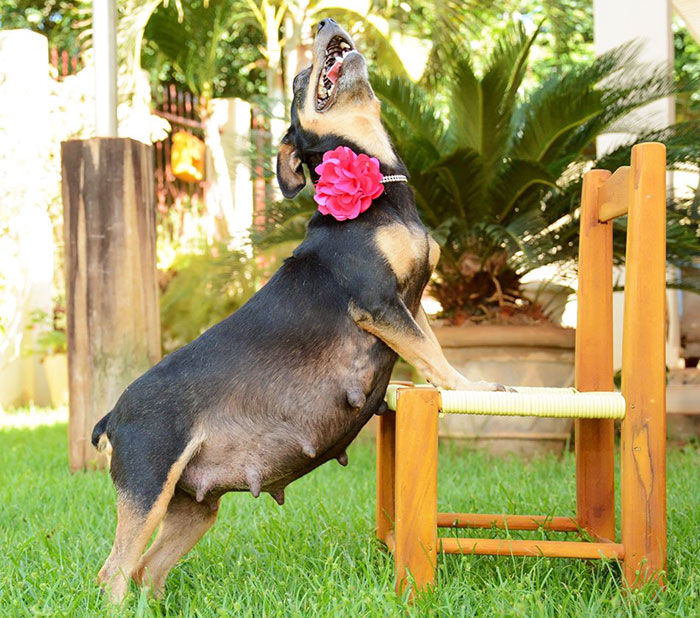 A esta perrita preñada le encanta su sesión de fotos de maternidad