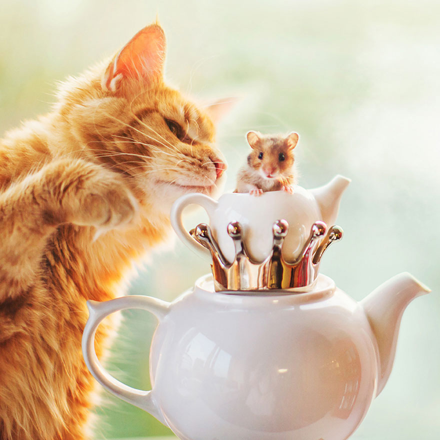 fotos-gato-kotleta-kristina-makeeva-hobopeeba (1)