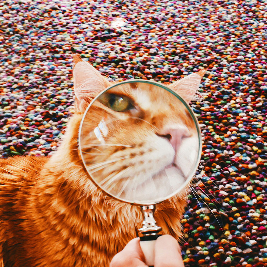 fotos-gato-kotleta-kristina-makeeva-hobopeeba (11)