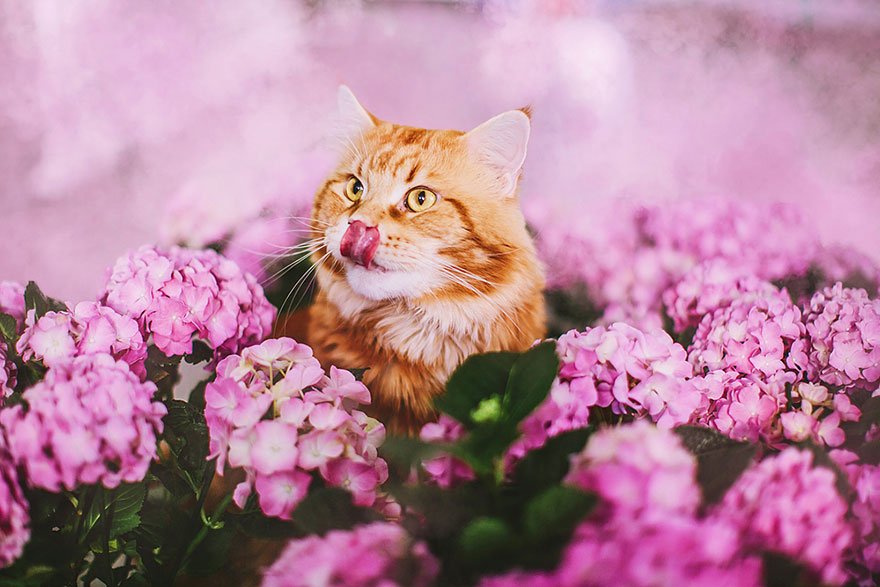 fotos-gato-kotleta-kristina-makeeva-hobopeeba (12)