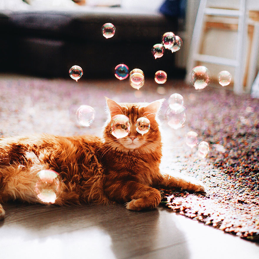fotos-gato-kotleta-kristina-makeeva-hobopeeba (14)