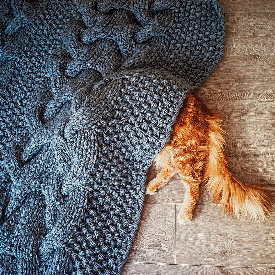 fotos-gato-kotleta-kristina-makeeva-hobopeeba (15)
