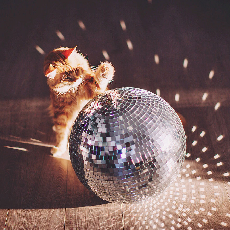 fotos-gato-kotleta-kristina-makeeva-hobopeeba (17)