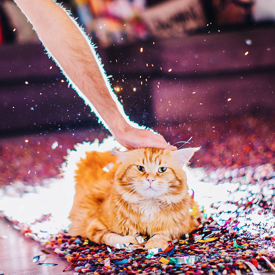 fotos-gato-kotleta-kristina-makeeva-hobopeeba (18)