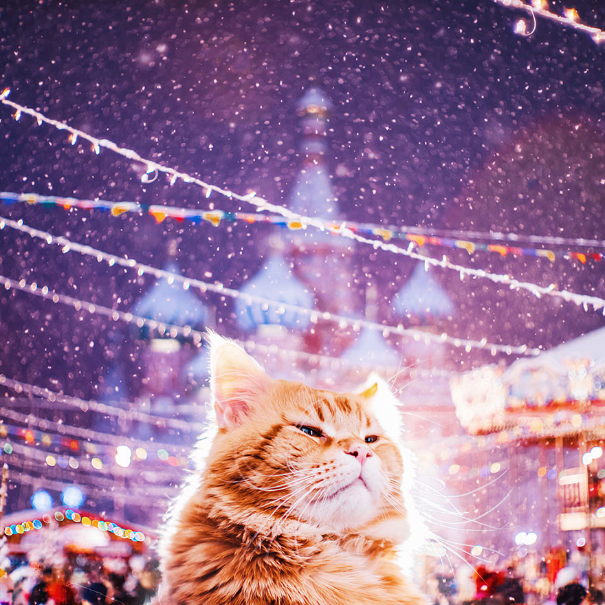 fotos-gato-kotleta-kristina-makeeva-hobopeeba (19)