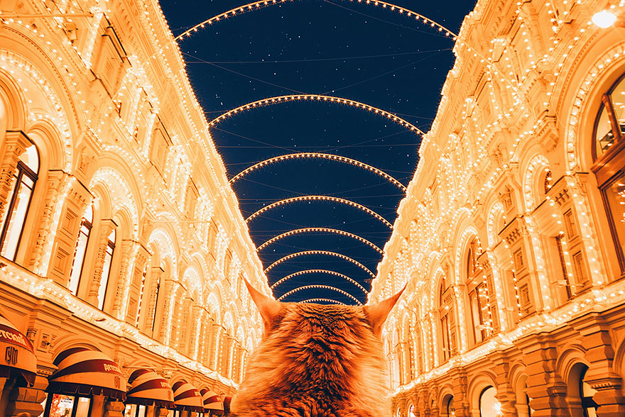 fotos-gato-kotleta-kristina-makeeva-hobopeeba (20)