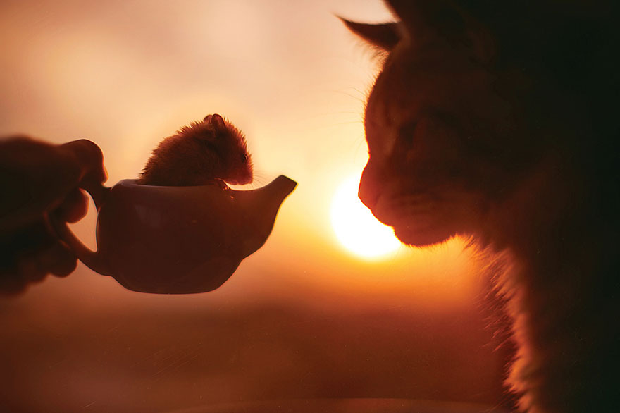 fotos-gato-kotleta-kristina-makeeva-hobopeeba (21)