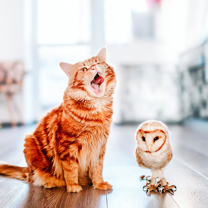 fotos-gato-kotleta-kristina-makeeva-hobopeeba (22)