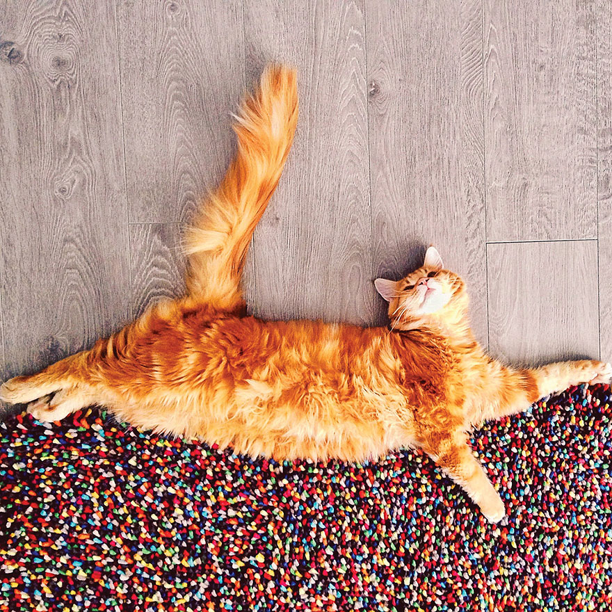 fotos-gato-kotleta-kristina-makeeva-hobopeeba (23)