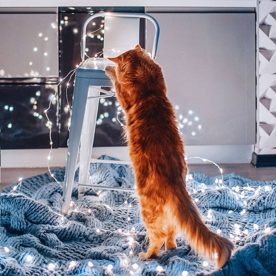 fotos-gato-kotleta-kristina-makeeva-hobopeeba (25)