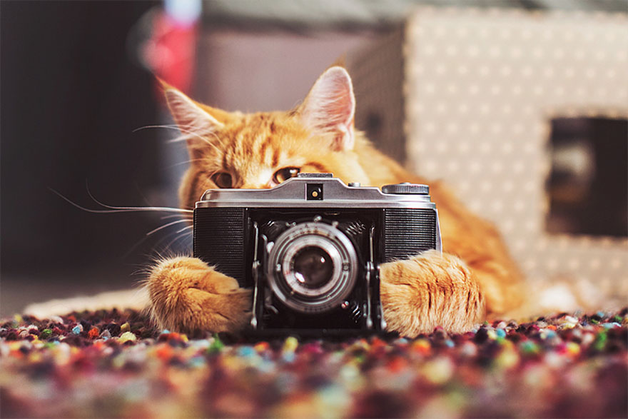 fotos-gato-kotleta-kristina-makeeva-hobopeeba (26)
