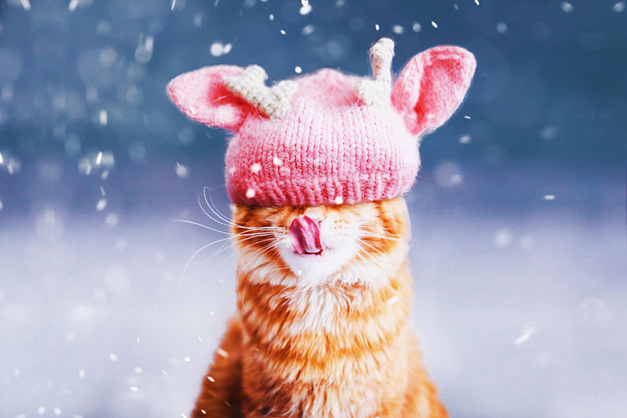 fotos-gato-kotleta-kristina-makeeva-hobopeeba (5)
