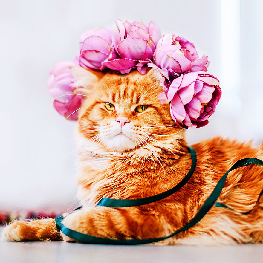 fotos-gato-kotleta-kristina-makeeva-hobopeeba (6)