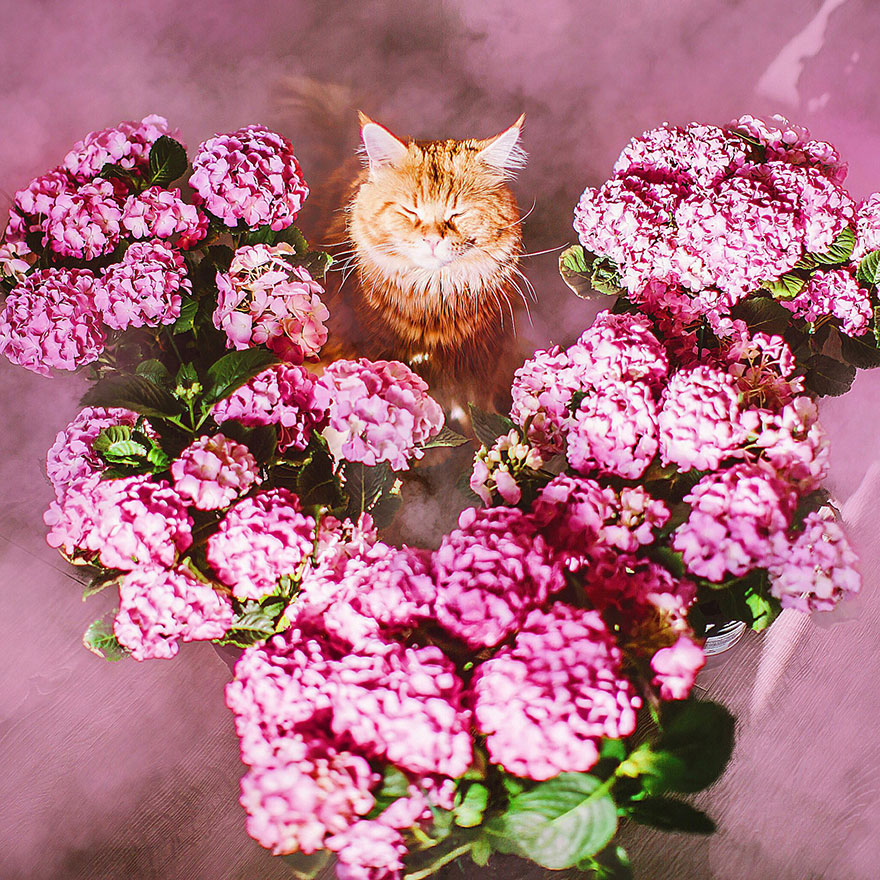 fotos-gato-kotleta-kristina-makeeva-hobopeeba (7)