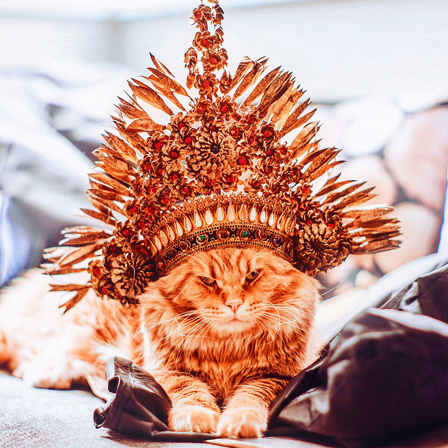 fotos-gato-kotleta-kristina-makeeva-hobopeeba (8)