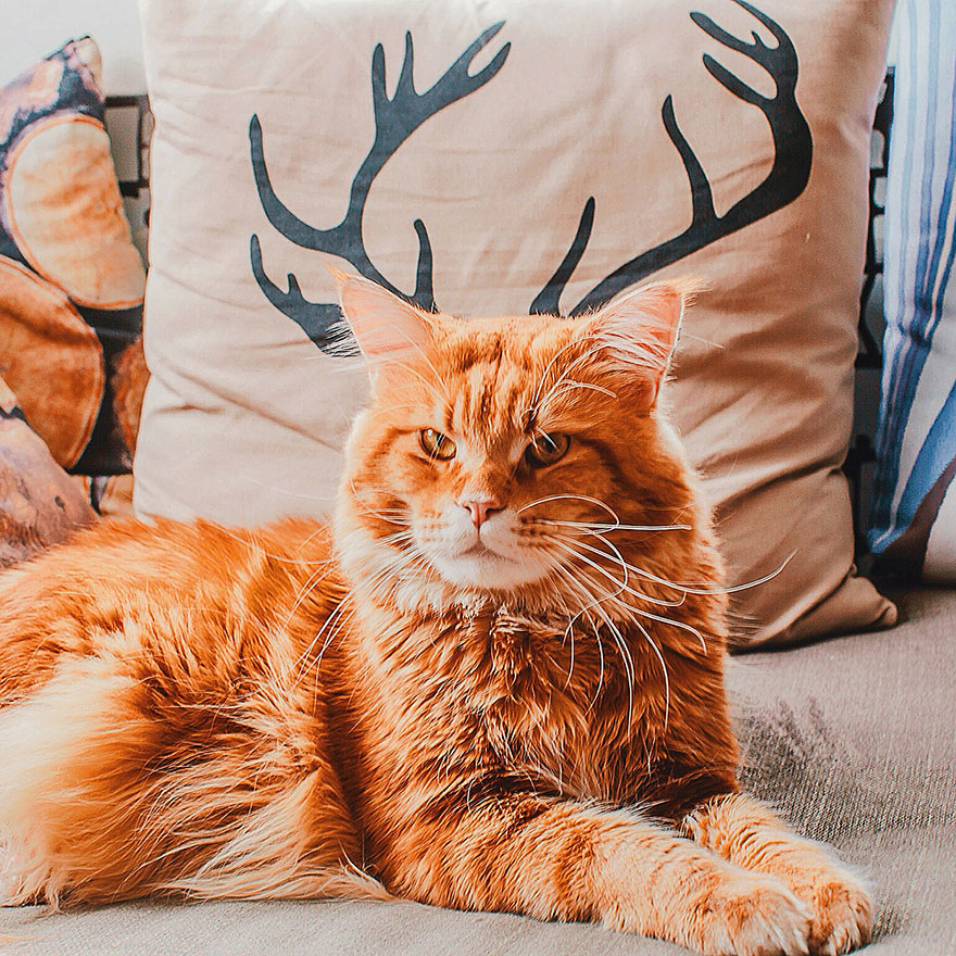 fotos-gato-kotleta-kristina-makeeva-hobopeeba (9)