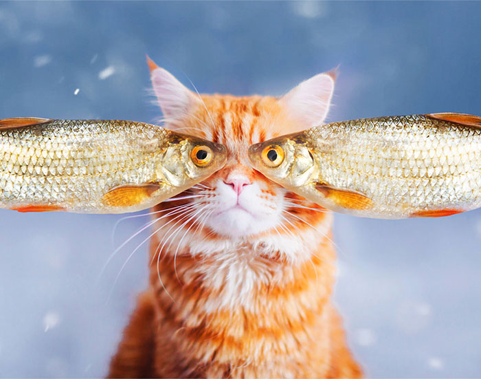 El gato Kotleta es tan majestuoso que tiene su propia fotógrafa humana
