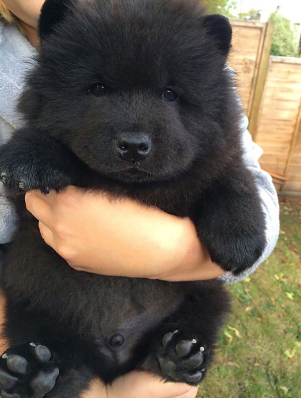 fotos-perros-adorables-dia-cachorro (1)
