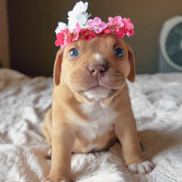 fotos-perros-adorables-dia-cachorro (10)
