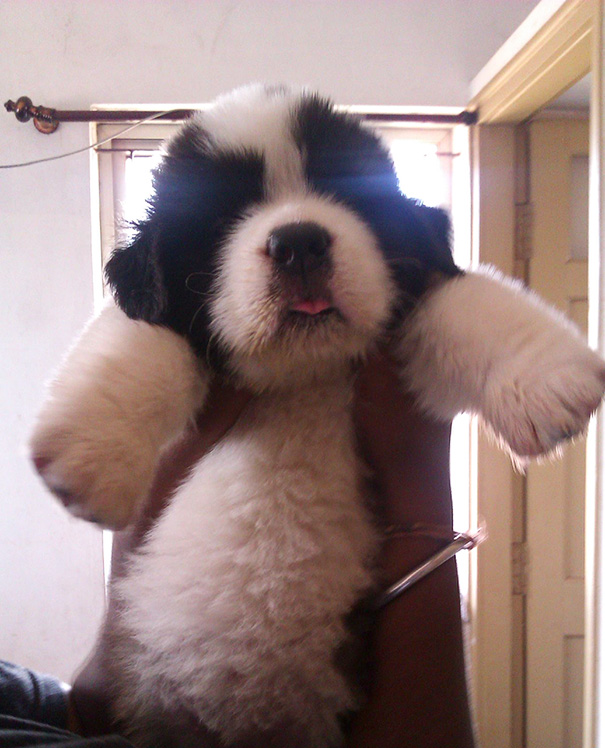 fotos-perros-adorables-dia-cachorro (12)