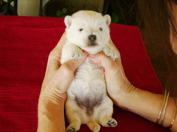 fotos-perros-adorables-dia-cachorro (13)
