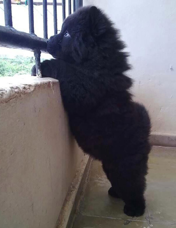 fotos-perros-adorables-dia-cachorro (15)