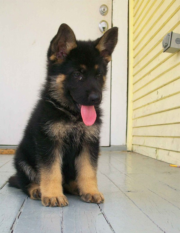 fotos-perros-adorables-dia-cachorro (17)