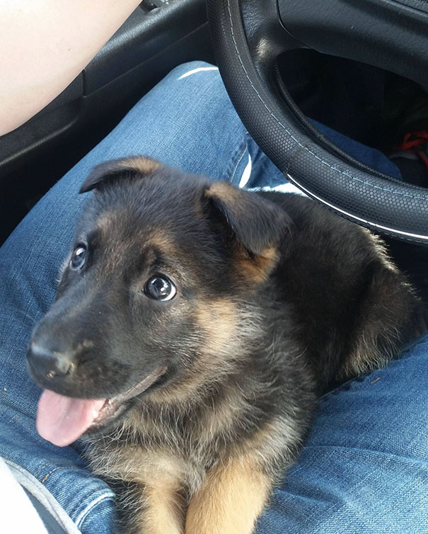 fotos-perros-adorables-dia-cachorro (20)