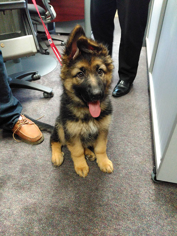 fotos-perros-adorables-dia-cachorro (7)
