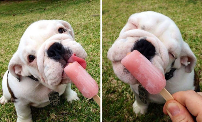 20 Perritos adorables para celebrar el Día Nacional del Cachorro