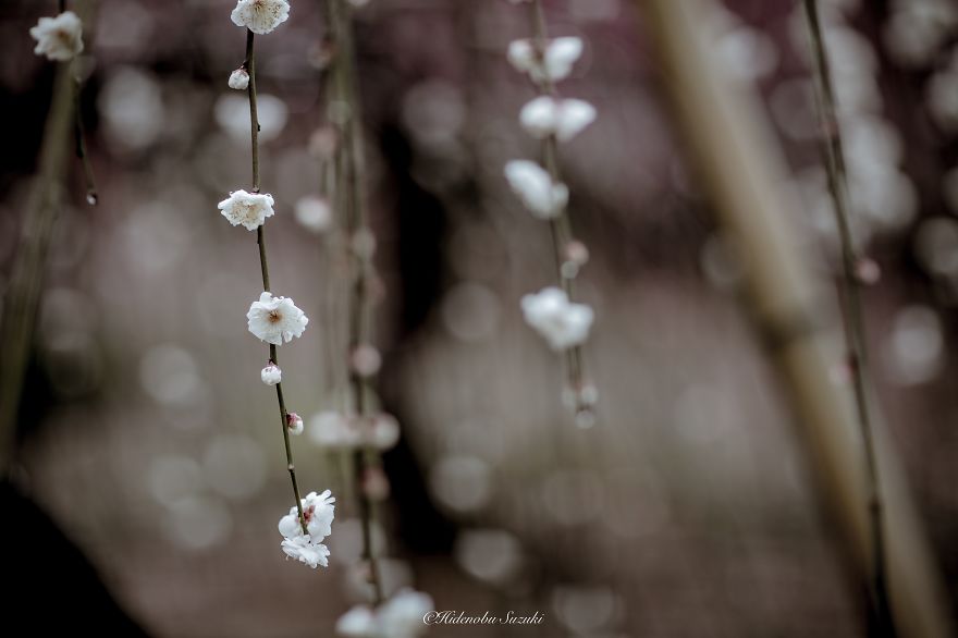 fotos-primavera-japon-ciruelos-hidenobu-suzuki (1)