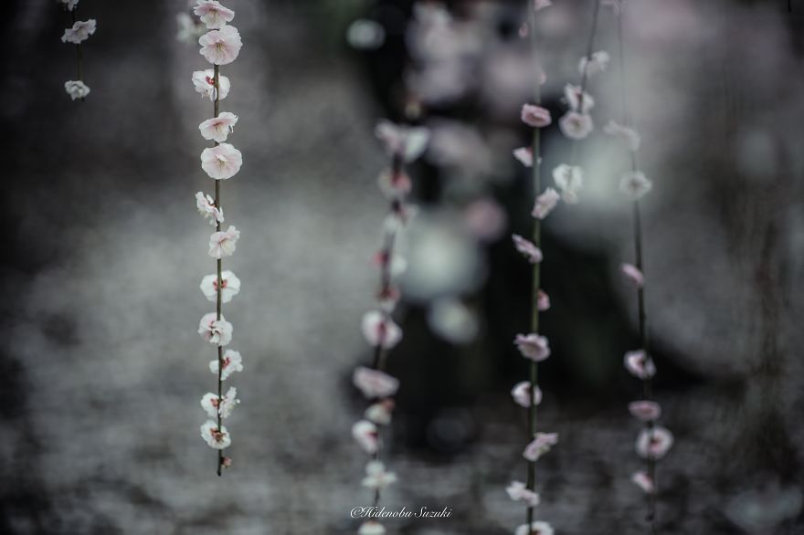 fotos-primavera-japon-ciruelos-hidenobu-suzuki (10)