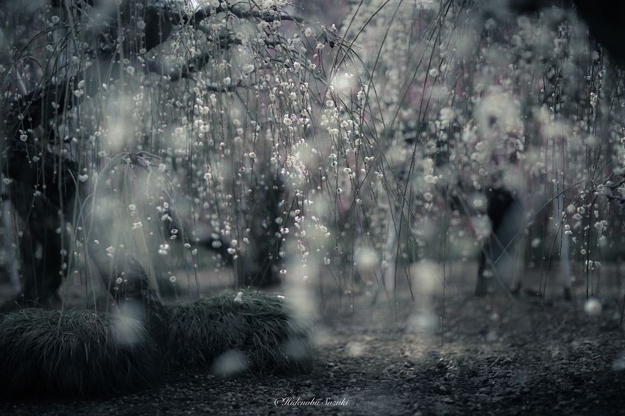 fotos-primavera-japon-ciruelos-hidenobu-suzuki (11)