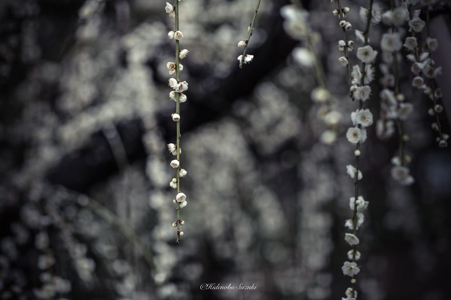 fotos-primavera-japon-ciruelos-hidenobu-suzuki (3)