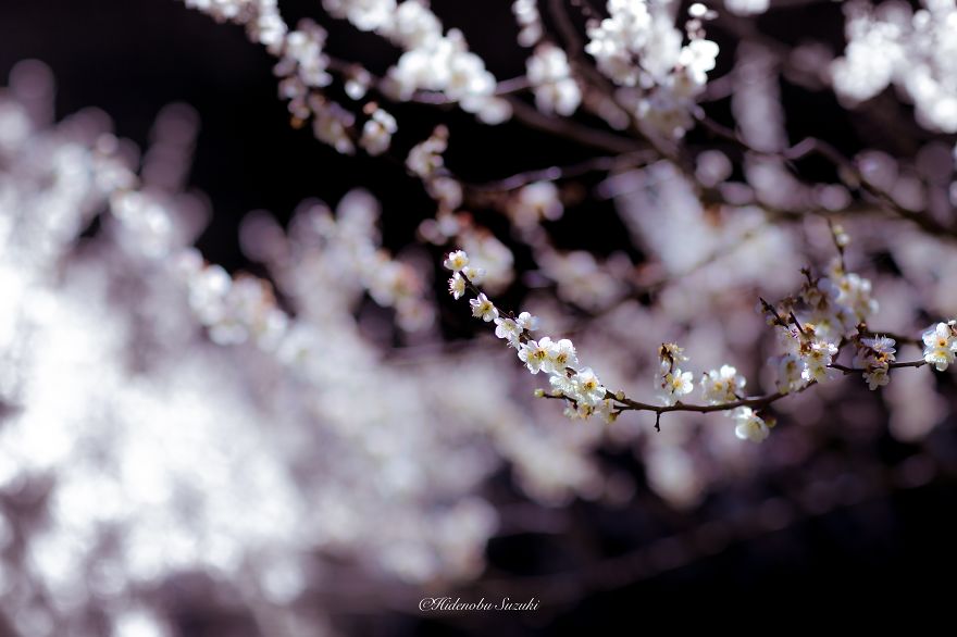 fotos-primavera-japon-ciruelos-hidenobu-suzuki (4)