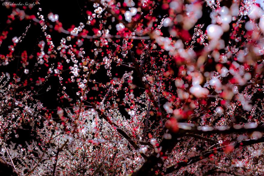 fotos-primavera-japon-ciruelos-hidenobu-suzuki (5)