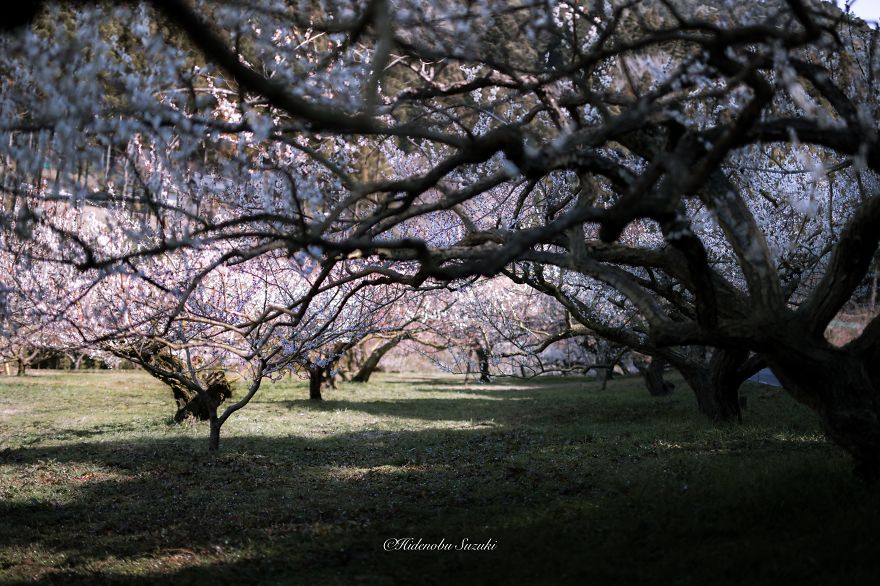fotos-primavera-japon-ciruelos-hidenobu-suzuki (6)