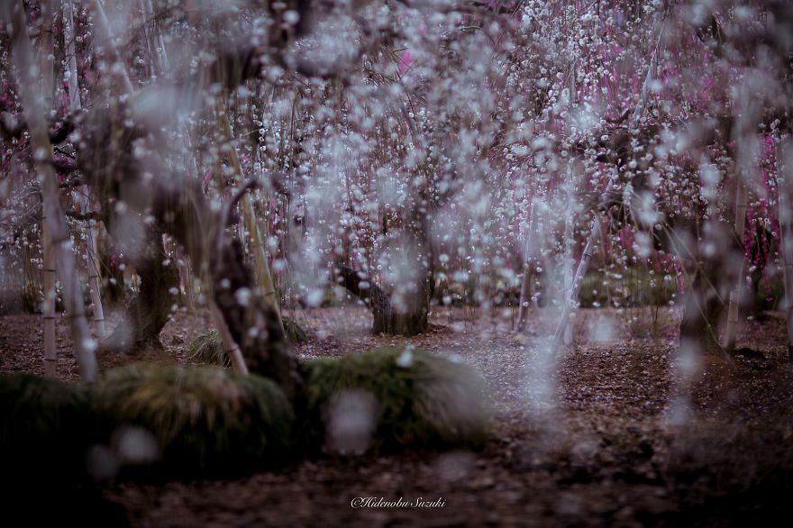 fotos-primavera-japon-ciruelos-hidenobu-suzuki (7)