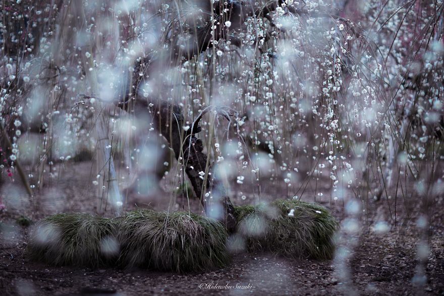 fotos-primavera-japon-ciruelos-hidenobu-suzuki (8)