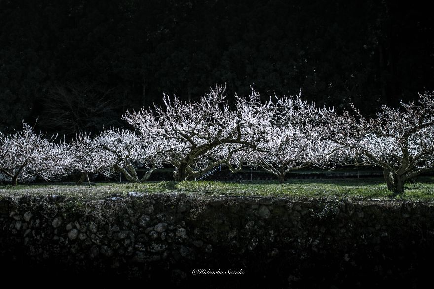 fotos-primavera-japon-ciruelos-hidenobu-suzuki (9)