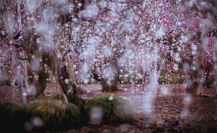 Fotografío la primavera en Japón