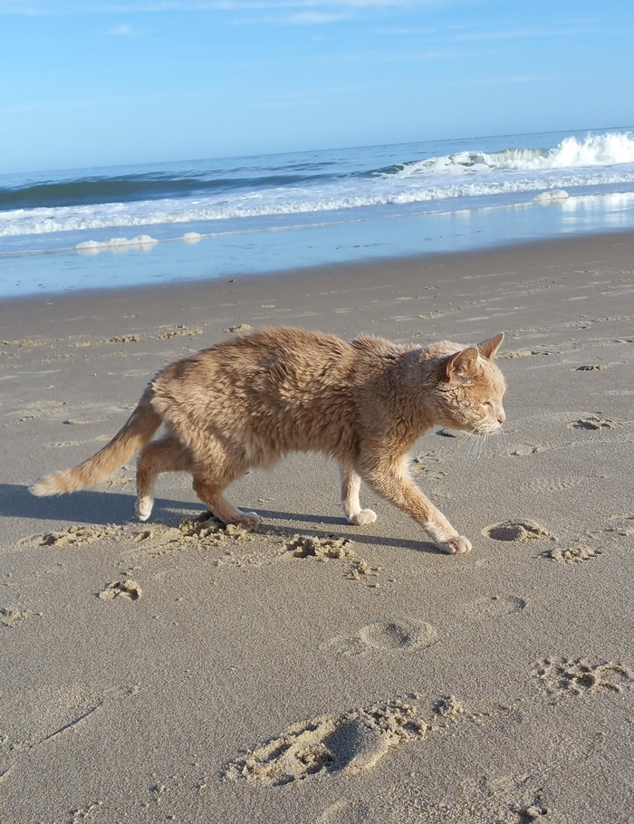 gato-21-anos-enfermo-terminal-rescatado-adriene-nicole (3)