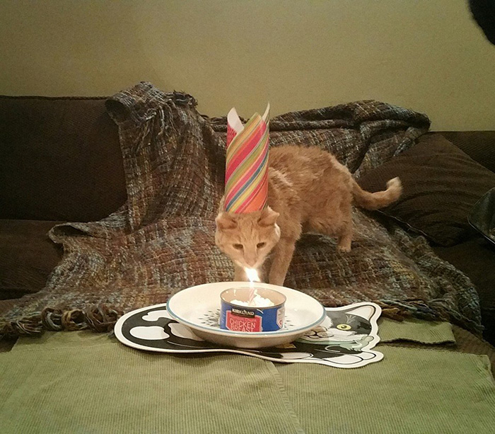gato-21-anos-enfermo-terminal-rescatado-adriene-nicole (6)