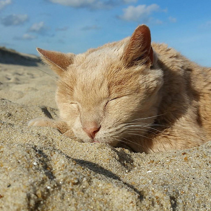 gato-21-anos-enfermo-terminal-rescatado-adriene-nicole (9)